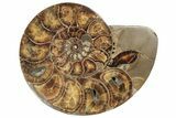 Honey-Orange Ammonite (Argonauticeras) - Befandriana, Madagascar #241030-4